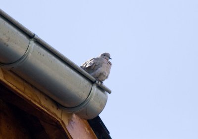 Dove on rooftop