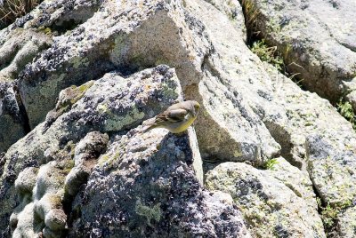 Alpine bird
