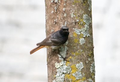 Bird on tree
