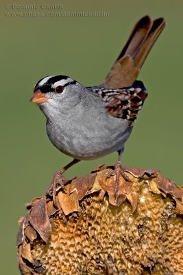 Bruant �ECouronne Blanche  / White-Crowned Sparrow