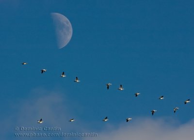 Vol vers le Sud / Flying South