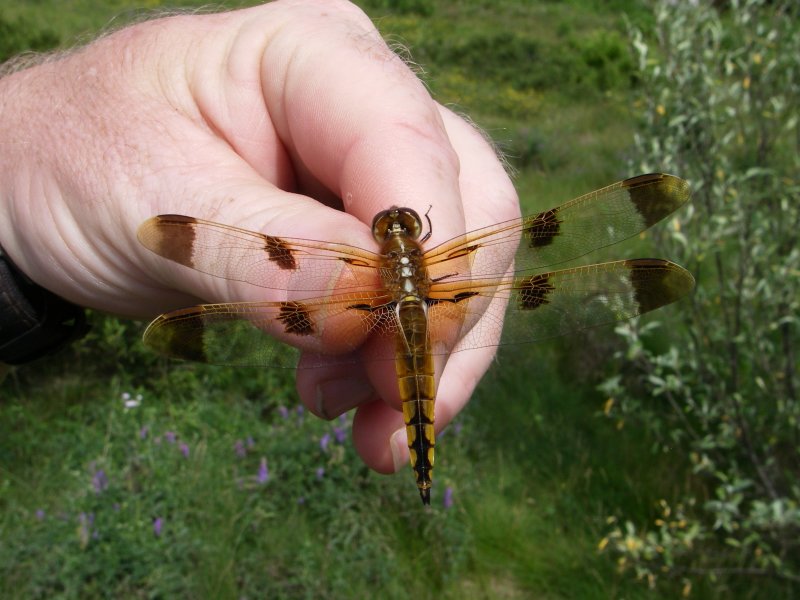 Painted Skimmer Libellula semifasciata Hubbardston Ma 7-6-2008 2.JPG