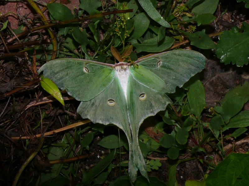 7758_Luna_7-5-2008_Athol.JPG