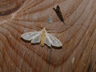 8203 -- Banded Tussock Moth -- Halysidota tessellaris .JPG