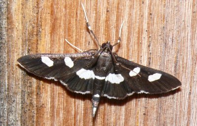 5159  Grape Leaf-folder Moth Desmia funeralis Athol 7-12-2008.JPG