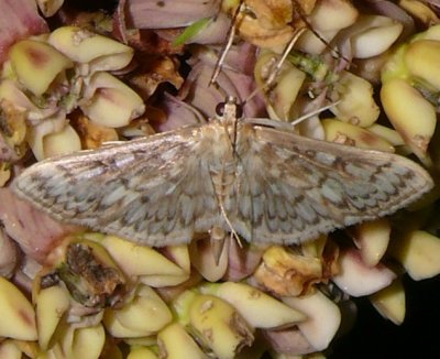 5275 - Bold-feathered Grass Moth - Herpetogramma pertextalis Athol 7-11-2008