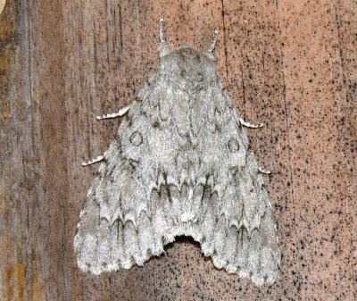 9199  Ruddy Dagger Acronicta rubricoma Athol 7-12-2008