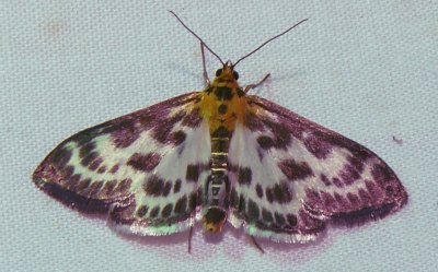 4952 -- Small Magpie Moth -- Eurrhypara hortulata, Athol, 7-12-2008