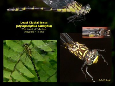 Least Clubtail Stylogomphus albistylus Orange Ma 7-13-2008