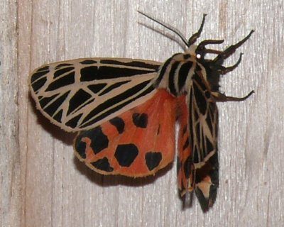 8197  Virgin Tiger Moth Grammia virgo Athol 7-19-2008.JPG