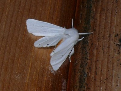 8137 -- Virginian Tiger Moth -- Spilosoma virginica Athol 7-22-2008 2.JPG