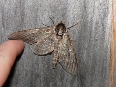 7787  Waved Sphinx Moth  Ceratomia undulosa Very worn Thanks to Bill Oehlke for ID help