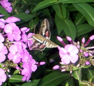 7893  Gallium Sphinx Moth  Hyles gallii Warwick Ma 2-26-2008 10.JPG