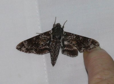7784_Dolba hyloeus Paw Paw Sphinx_6-14-2008_Athol.JPG