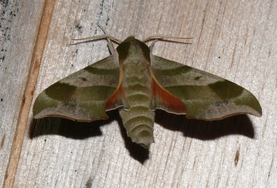 7885 -- Virginia Creeper Sphinx Moth -- Darapsa myron_6-14-2008_Athol.JPG