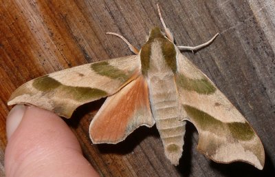 7885-darapsa myron Virginia Creeper Sphinx 6-21-2008.JPG