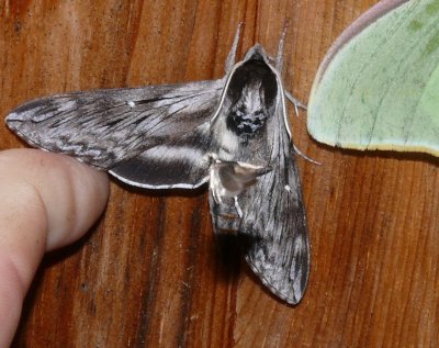7810.1 – Northern Apple Sphinx Moth – Sphinx poecila _6-26-2008.JPG