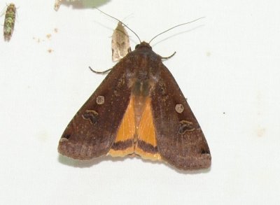 11012 Large Yellow Underwing Moth -  Noctua pronuba .JPG