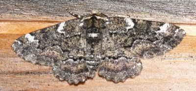 6763 -- Oak Beauty Moth -- Nacophora quernaria Athol 6-23-2008.JPG