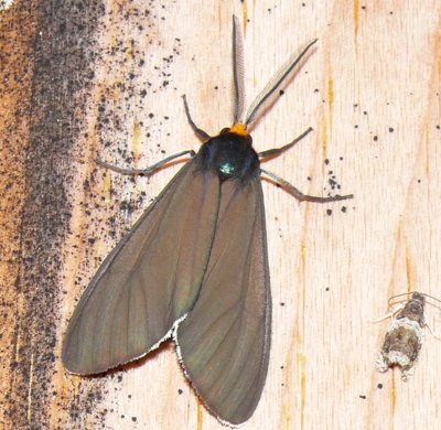 8262 -- Virginia Ctenucha Moth -- Ctenucha virginica 7-4-2008.JPG