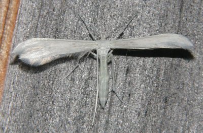 6204 -- Plume Moth -- Hellinsia tentative 7-5-2006 2.JPG