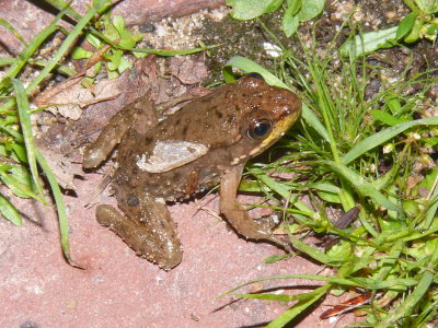 Young Green Frog 7-6-2008 Athol.JPG