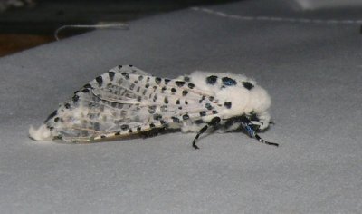 2700 -- Leopard Moth -- Zeuzera pyrina  7-7-2008.JPG