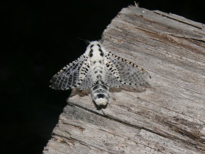 2700 -- Leopard Moth -- Zeuzera pyrina  7-7-2008