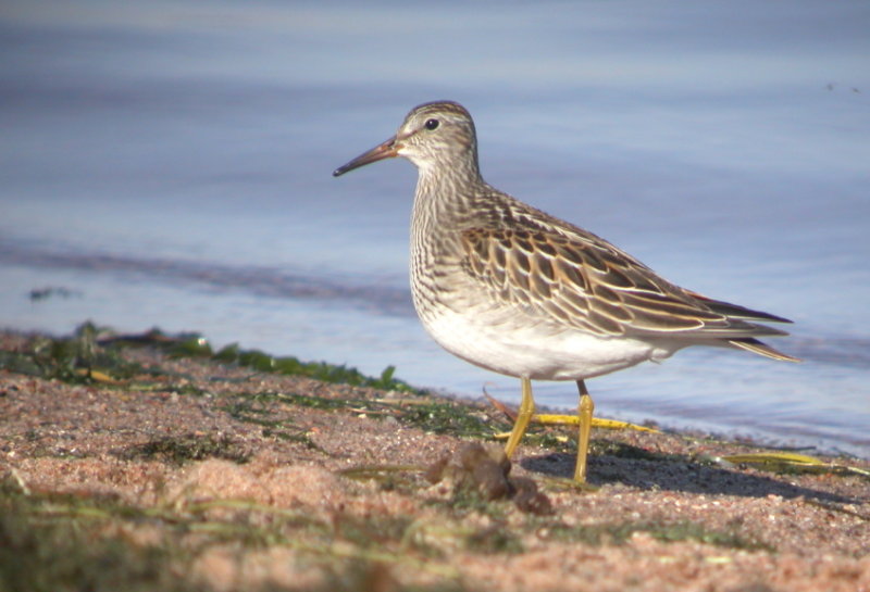 Pectoral Sandpiper