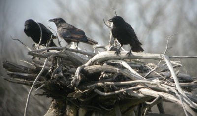 Fish Crow nest