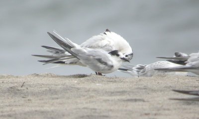 Common and Sandwich Tern