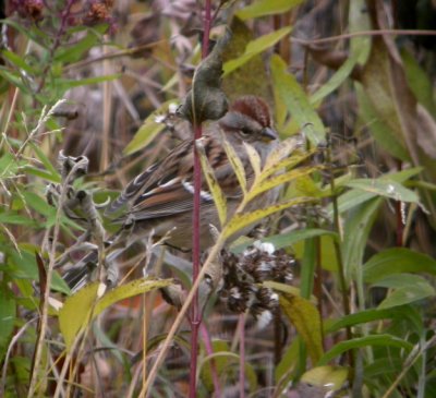 American Tree Sparrow