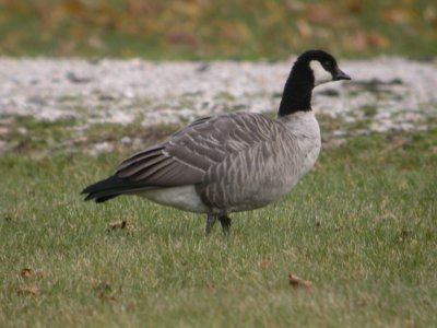 Cackling Goose