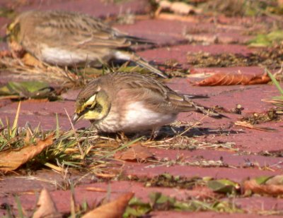 Horned Lark