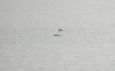 Western Grebe