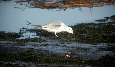 Bonaparte's Gull