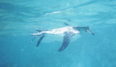 Galapagos Penguin