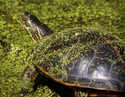 Southern painted turtle