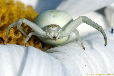 Araignée crabe