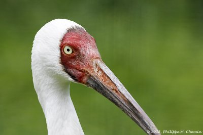 Grue de Sibrie - Siberian crane