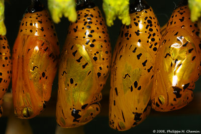 Chrysalides papillons de jour