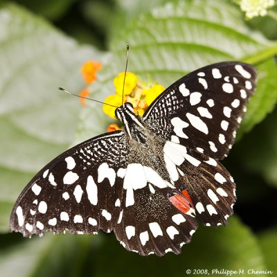 Papilio demoleus (demodocus ?)