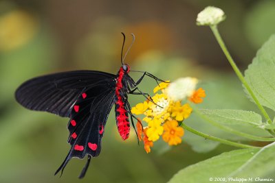 Papilio rumanzovia