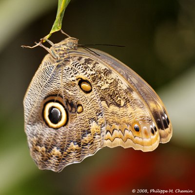La serre aux papillons ::Gallery::