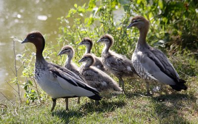 A Family of Australian Wood ducks