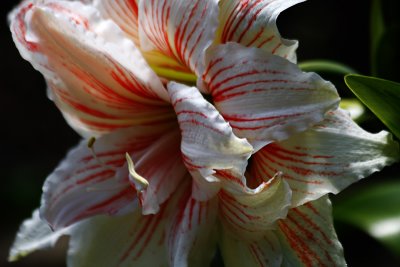 Hippaeastrum