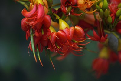 Flowers of the Black Bean Tree