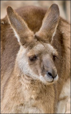 Eastern Grey Kangaroo