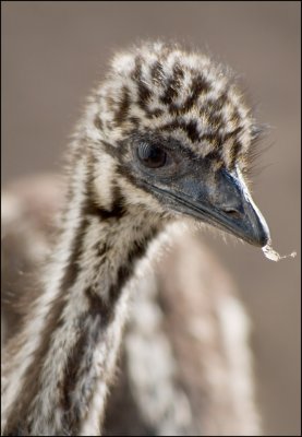 Emu Chick Close-up