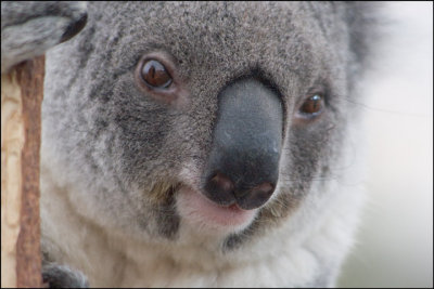 Koala portrait